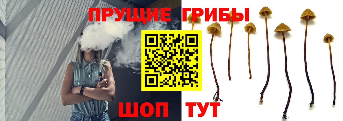 Галлюциногенные грибы Psilocybine cubensis Борисоглебск